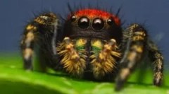 Колко паяци живеят и какво зависи?